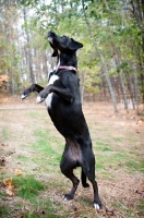 Picture of black lab mix standing up on hind legs