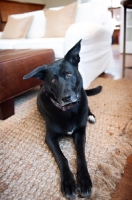 Picture of black lab mix with ear perked up