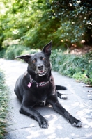 Picture of black lab mix with ears up