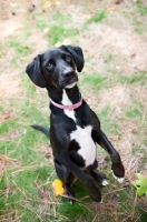 Picture of black lab mix with front paws in air