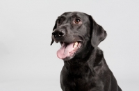 Picture of Black lab on grey studio background.