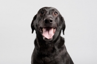 Picture of Black lab on grey studio background.