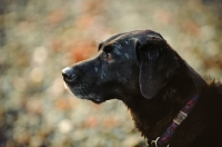 Picture of black lab profile