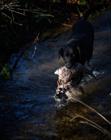 Picture of black lab retrieving bird