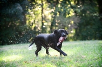 Picture of black lab running with toy in mouth