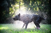 Picture of black lab shaking off water