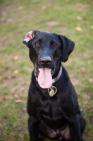 Picture of Black lab smiling with one ear up.