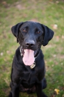 Picture of Black lab smiling with one ear up.