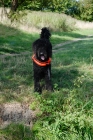 Picture of black labradoodle in lifejacket, near riverside