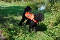 Picture of black labradoodle in lifejacket, near riverside