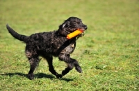 Picture of black Labradoodle retrieving