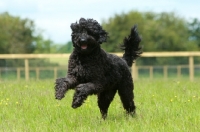 Picture of black labradoodle