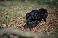 Picture of black labrador approaching a dummy
