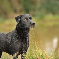 Picture of black labrador bitch marking birds  on a shoot. Forend only