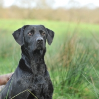 Picture of black labrador bitch sat on a peg on a shoot. head and shoulders only