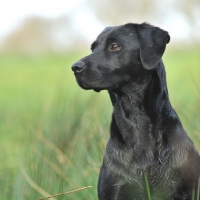 Picture of black labrador bitch sat on a peg on a shoot. head and shoulders only