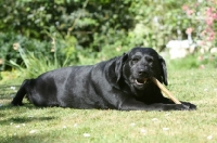 Picture of black Labrador chewing on stick