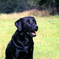 Picture of black labrador head study