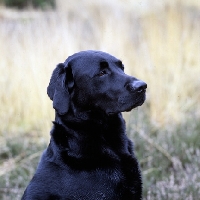 Picture of black labrador head study