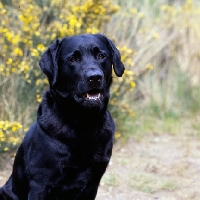 Picture of black labrador looking at camera, head study