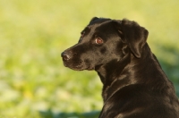 Picture of black Labrador looking back