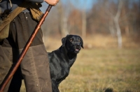 Picture of black labrador looking out from behind owner