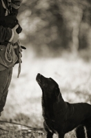 Picture of black labrador looking up at owner