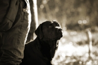 Picture of black labrador looking up at owner