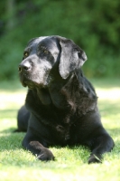 Picture of black Labrador lying down on grass