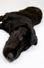 Picture of Black Labrador lying in the studio