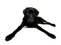 Picture of Black Labrador lying in the studio, legs spread wide