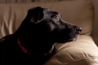 Picture of black labrador mix on sofa