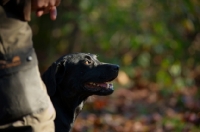 Picture of black labrador near owner 