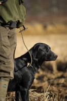 Picture of black labrador on a lead in a field