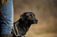 Picture of black labrador on a lead in a field