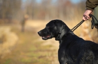 Picture of black labrador on a lead
