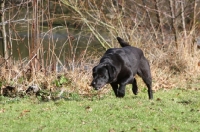 Picture of black Labrador on a search