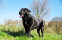 Picture of black Labrador on grass