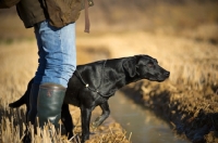 Picture of black labrador pointing in a field