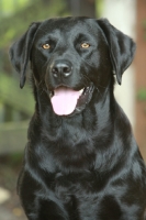 Picture of black Labrador portrait
