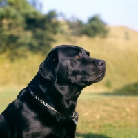 Picture of black labrador portrait