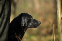 Picture of black labrador profile, looking ahead