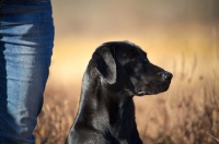 Picture of black labrador profile, looking ahead, owner's leg