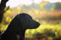 Picture of black labrador profile, looking ahead