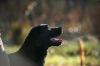 Picture of black labrador profile, mouth open