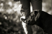 Picture of black labrador profile, owner in the background