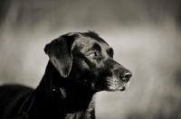 Picture of black labrador profile