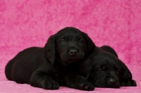 Picture of Black Labrador Puppies sleeping on a pink background