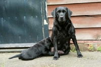 Picture of black Labrador puppy drinking