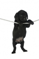 Picture of Black Labrador Puppy hanging on a washing line, isolated on a white background